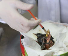 Governo do Estado registrou 6.025 atendimentos à fauna silvestre em 2025, um aumento de 61% em relação ao ano anterior.