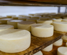 Paraná concede benefício fiscal para produtores de queijo mussarela e prato para aumentar competitividade