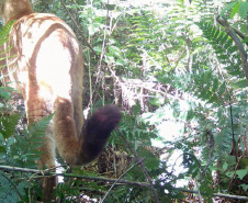 IAT - Onça no Rio Guarani