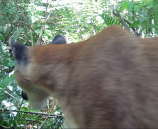 IAT - Onça no Rio Guarani