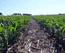 IDR-Paraná lança cultivar de milho branco no Show Rural 2026