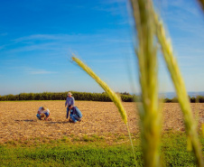Fundação Araucária apresenta soluções inovadoras para o agro no Show Rural
