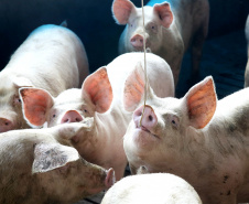 Paraná consolida liderança na genética suína, aponta Deral