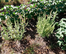 Adapar executa conjunto de ações para o combate ao Caruru-Gigante