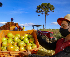 Paraná consolida liderança na genética suína, aponta Deral