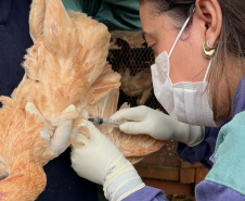 Adapar realiza ações do ciclo de vigilância ativa para Influenza Aviária e Doença de Newcastle no Paraná