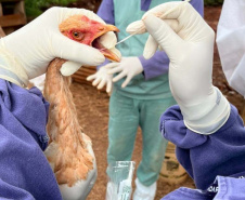 Adapar realiza ações do ciclo de vigilância ativa para Influenza Aviária e Doença de Newcastle no Paraná