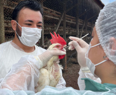 Adapar realiza ações do ciclo de vigilância ativa para Influenza Aviária e Doença de Newcastle no Paraná