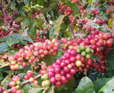 No Show RuraI, IDR-Paraná mostrará o universo do café paranaense em espaço interativo