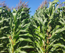 IDR-Paraná lança cultivar de milho branco no Show Rural 2026