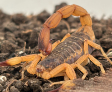 SESA - Estado mantém orientações e alerta para prevenção de acidentes com escorpiões mesmo com redução em 2026