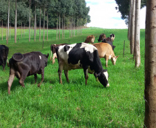 Crédito do BRDE à cadeia do leite do Paraná acelera 84% no último ano