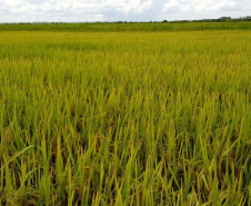 Paraná projeta retomada na cultura da pera e safra de recuperação no arroz, aponta Deral