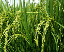 Paraná projeta retomada na cultura da pera e safra de recuperação no arroz, aponta Deral