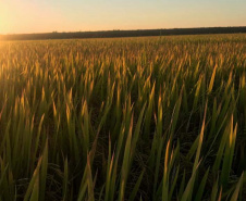 Paraná projeta retomada na cultura da pera e safra de recuperação no arroz, aponta Deral