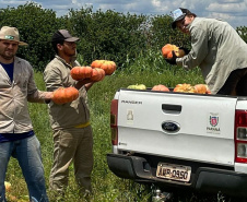 Produção de abóbora movimenta mais de R$ 100 milhões e consolida renda em 330 municípios do Paraná
