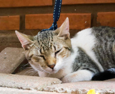 Conselho Estadual de Direitos Animais