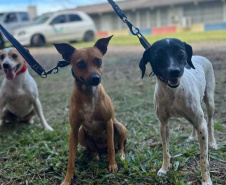 Conselho Estadual de Direitos Animais