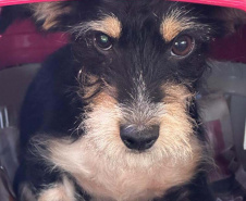 Conselho Estadual de Direitos Animais