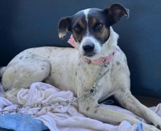 Conselho Estadual de Direitos Animais