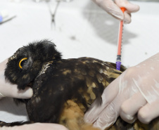 IAT e Unicentro renovaram o convênio para atendimento à fauna silvestre vitimada por mais dois anos.