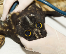 IAT e Unicentro renovaram o convênio para atendimento à fauna silvestre vitimada por mais dois anos.