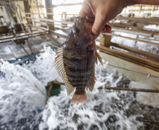 SEAB - Expectativa de safra e boletim deral