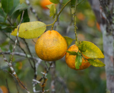 Adapar estabelece procedimentos de prevenção contra o Greening em nova portaria