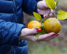 Adapar estabelece procedimentos de prevenção contra o Greening em nova portaria