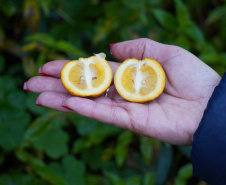 Adapar estabelece procedimentos de prevenção contra o Greening em nova portaria