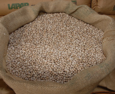 IDR-Paraná lança cultivar de feijão em Ponta Grossa