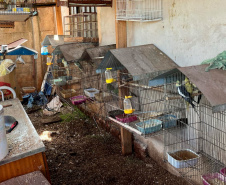 Operação integrada entre IAT e Polícia Civil resgata 42 aves de cativeiro em Assis Chateaubriand