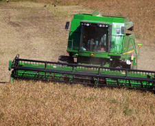 IDR-Paraná lança cultivar de feijão em Ponta Grossa