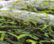 IAT - Paraná Mais Verde