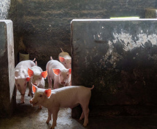 Colégio agrícola alia ensino técnico e produção e atinge receita milionária Caixa de entrada