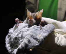 45 mil metros cúbicos de concreto e 5,5 mil toneladas de aço: Ponte de Guaratuba revoluciona a baía