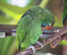 Denis Ferreira Netto/SEDEST