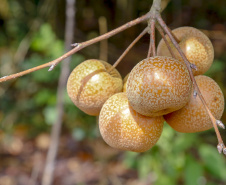 Paraná projeta retomada na cultura da pera e safra de recuperação no arroz, aponta Deral