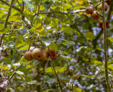Paraná projeta retomada na cultura da pera e safra de recuperação no arroz, aponta Deral