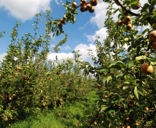 Paraná projeta retomada na cultura da pera e safra de recuperação no arroz, aponta Deral
