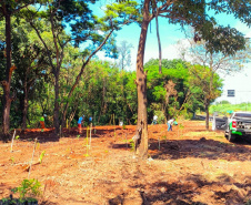 IAT - Plantio Jacarezinho