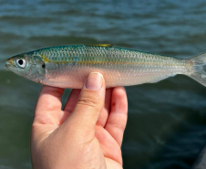 45 mil metros cúbicos de concreto e 5,5 mil toneladas de aço: Ponte de Guaratuba revoluciona a baía