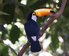 Denis Ferreira Netto/SEDEST