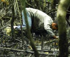 Captura proibida: período de defeso do caranguejo começa neste domingo no Paraná
