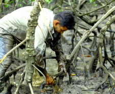 Captura proibida: período de defeso do caranguejo começa neste domingo no Paraná