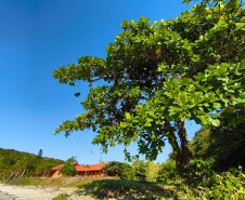 ESCOLA ILHA DAS COBRAS