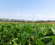 IDR-Paraná lança cultivar de feijão em Ponta Grossa