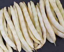 IDR-Paraná lança cultivar de feijão em Ponta Grossa