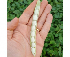 IDR-Paraná lança cultivar de feijão em Ponta Grossa