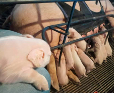 Tecnologia e bem-estar animal: startup paranaense avança na suinocultura com apoio do Anjo Inovador